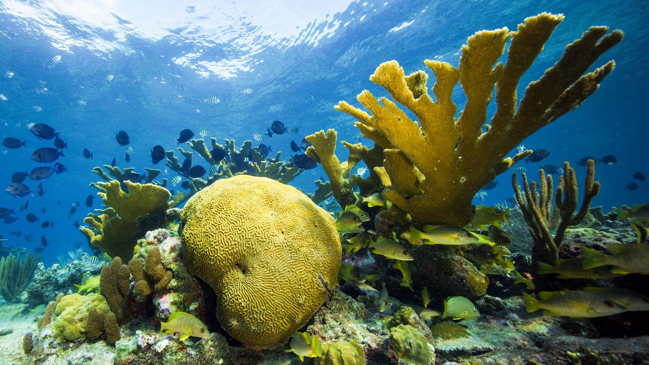 Cuba background