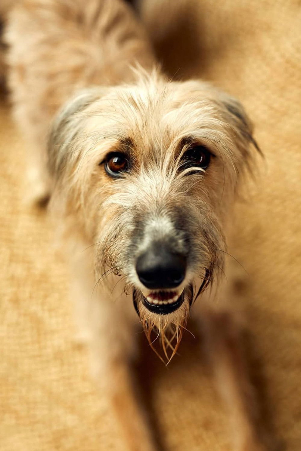 et billede af Rosie the Lurcher