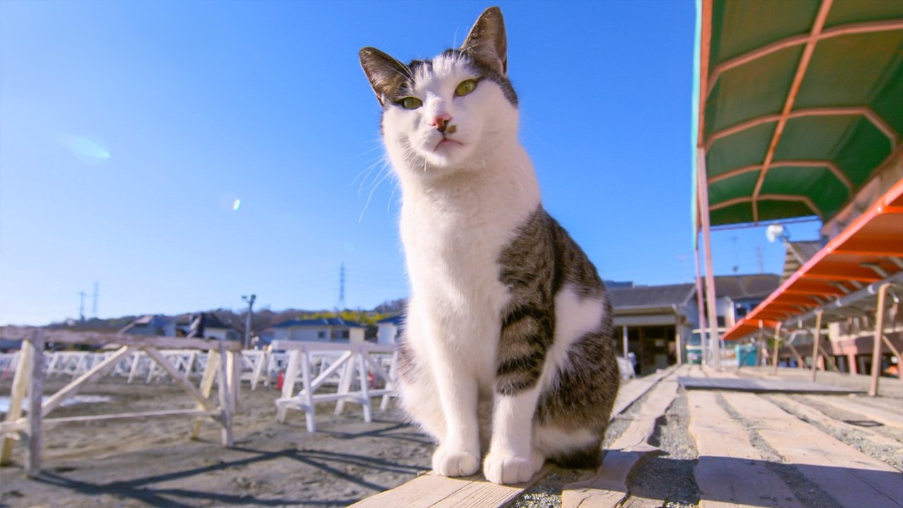 A Cat's-Eye View of Japan - Épisode 13