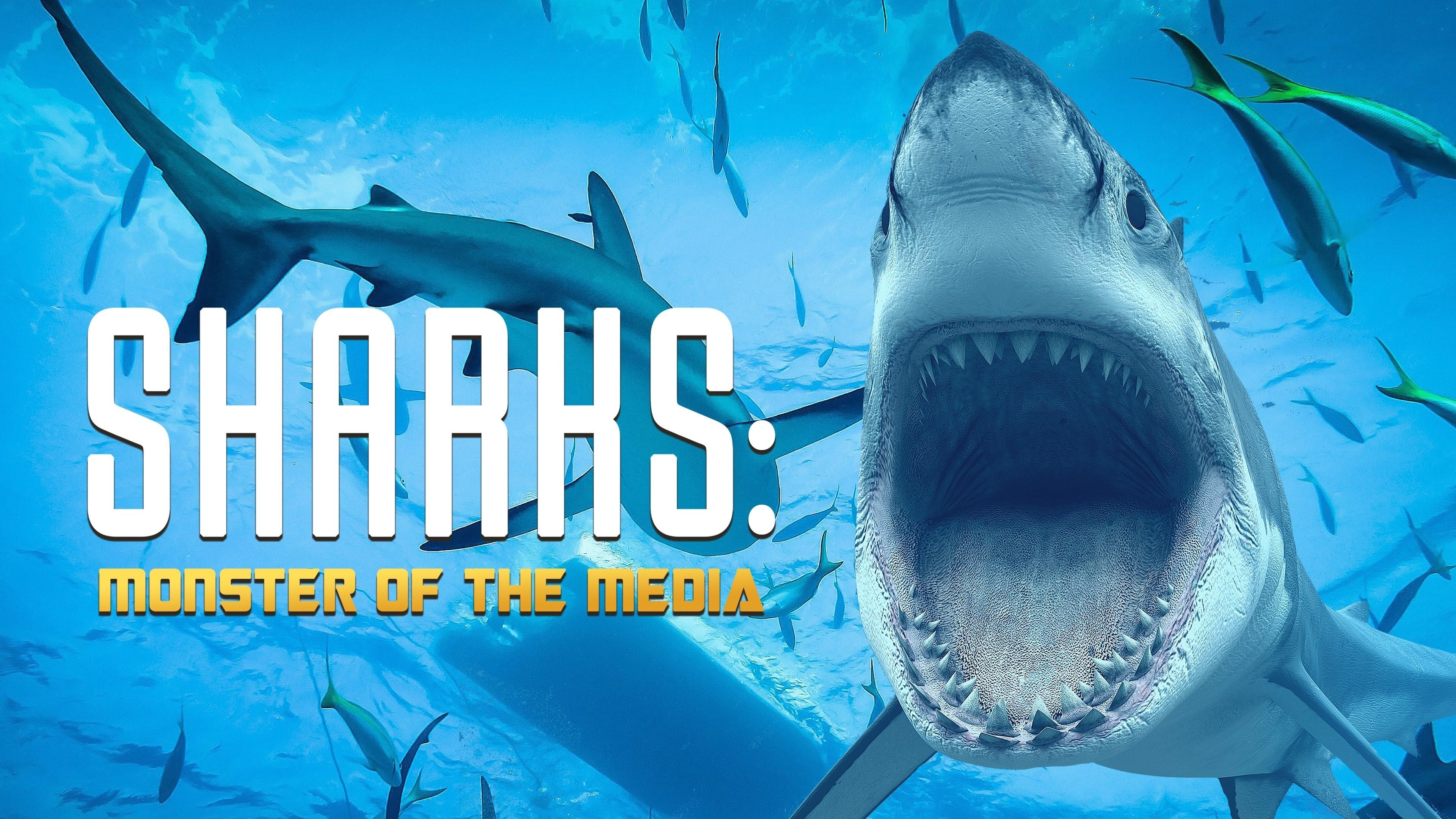 Haie - Monster der Medien