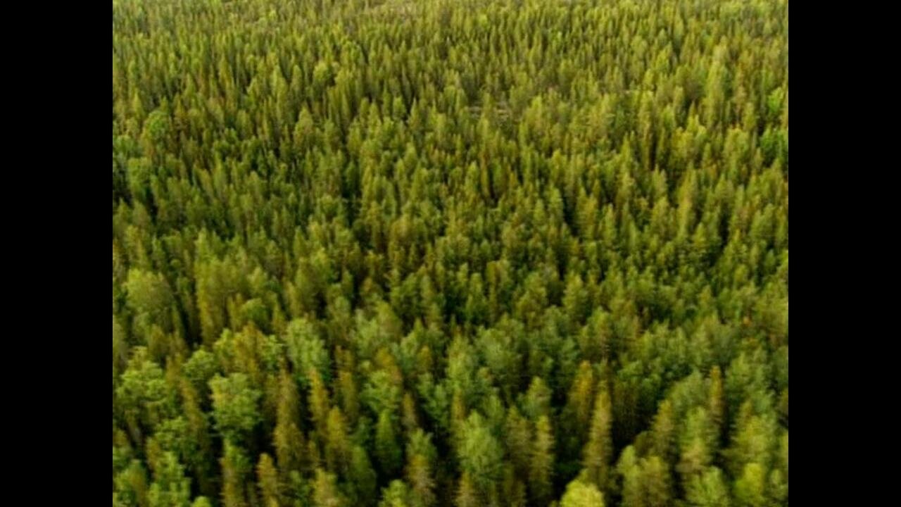 Thumbnail for Trees Season 1 Episode 20