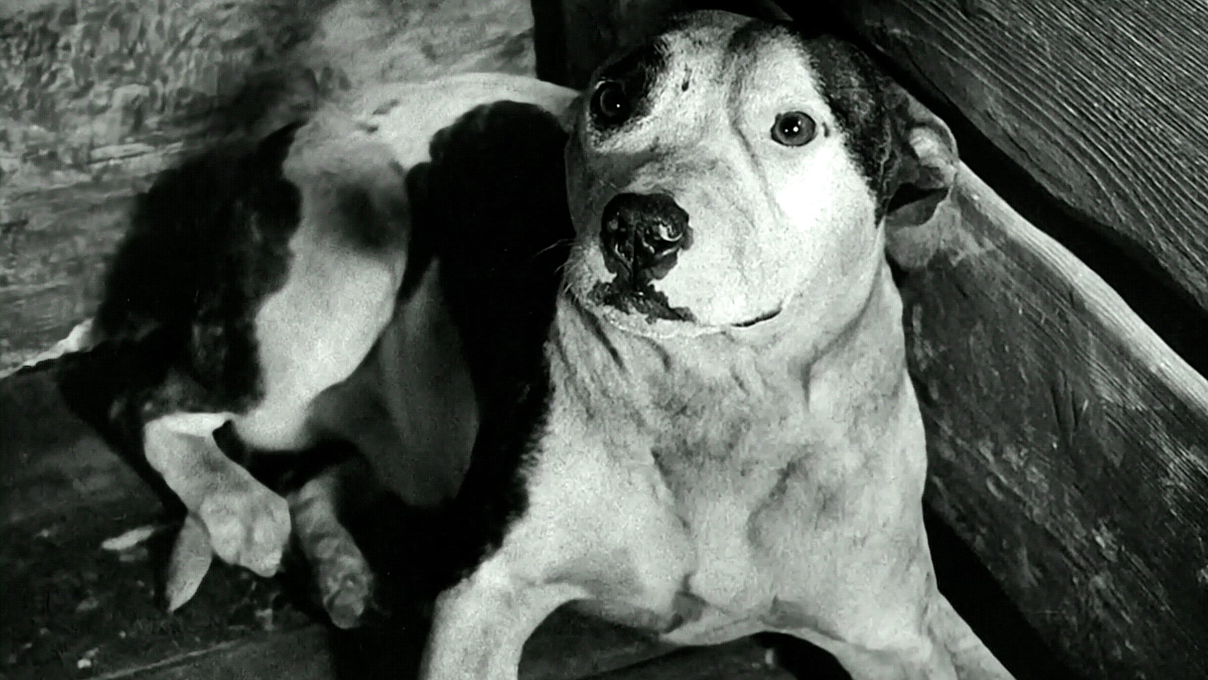 Оливър Туист (1948)