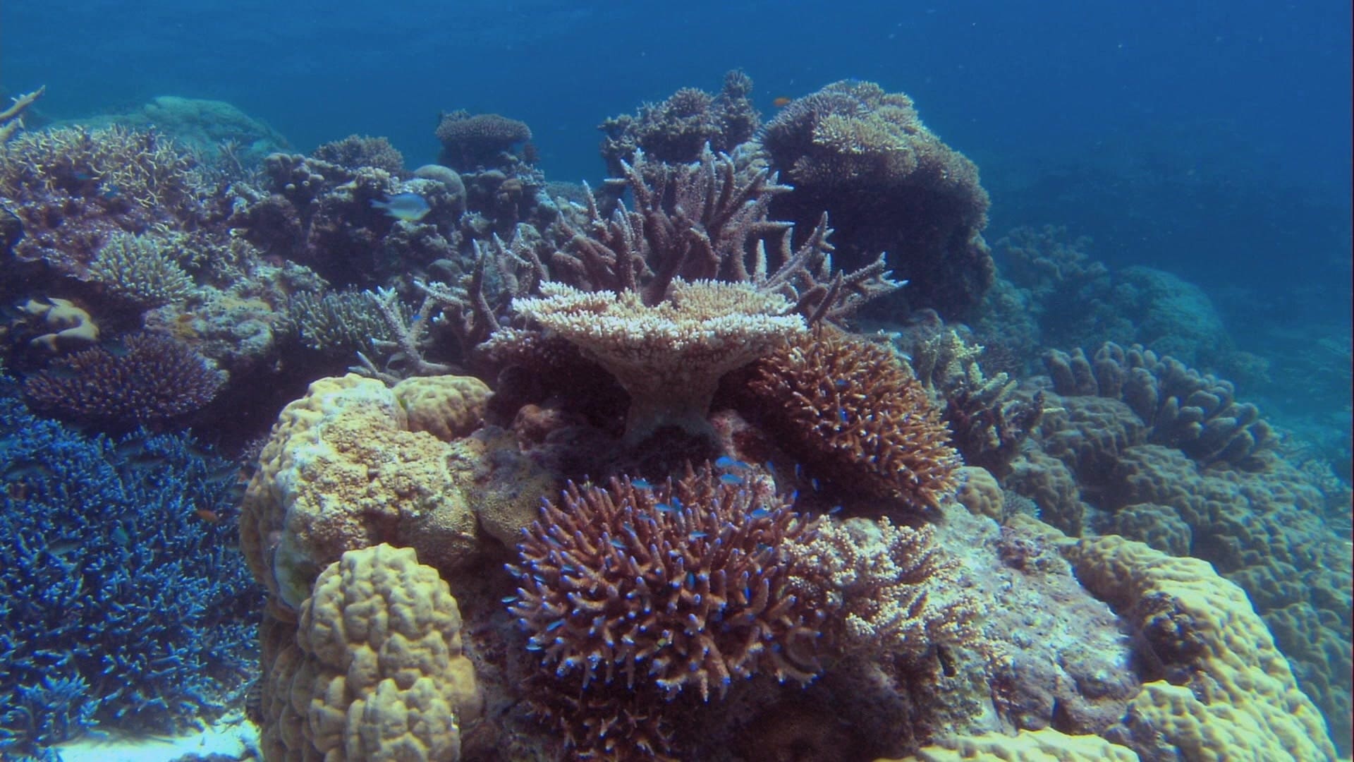 Tărâmul minunat din ocean