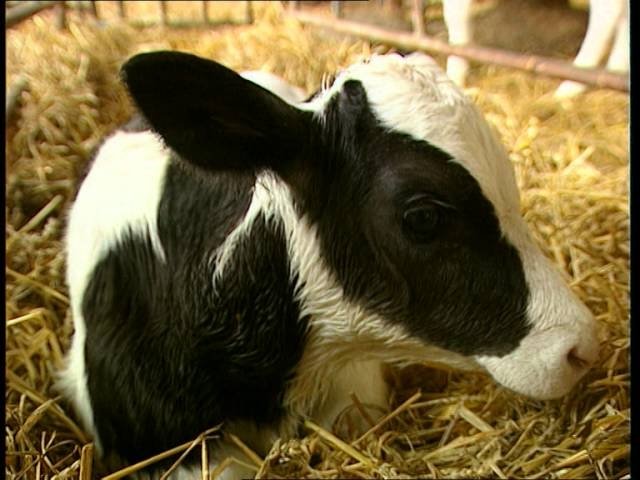 C'est pas sorcier - Sur le plancher des vaches