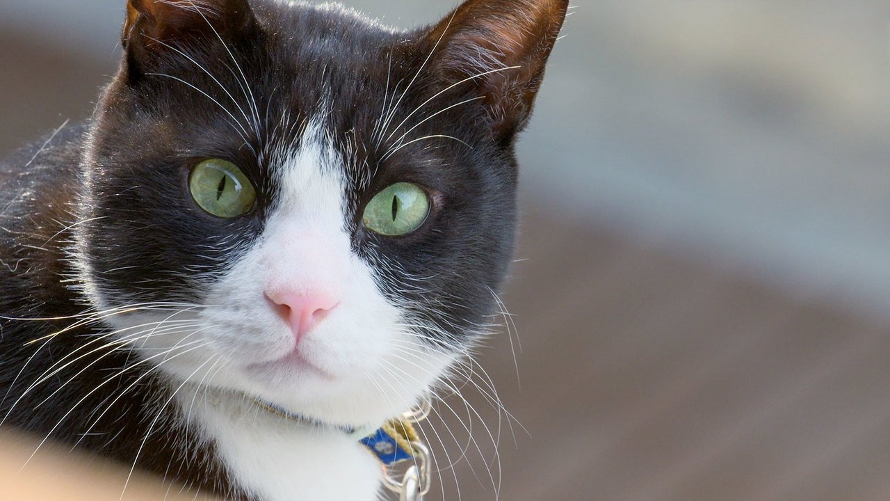A Cat's-Eye View of Japan - Épisode 6