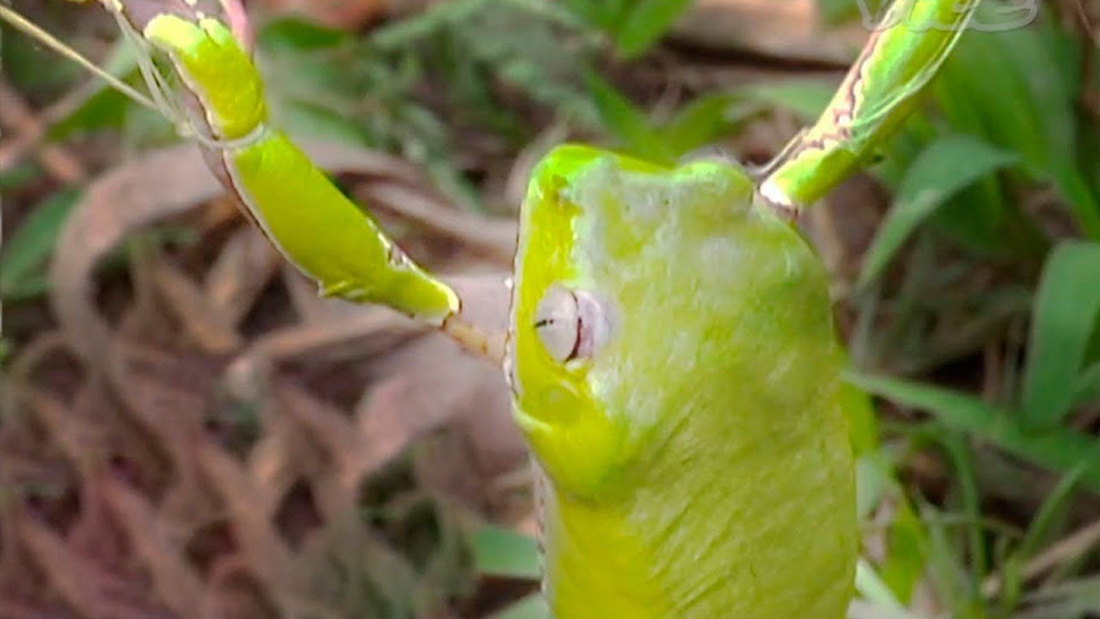 Tripping on Hallucinogenic Frogs (2012)