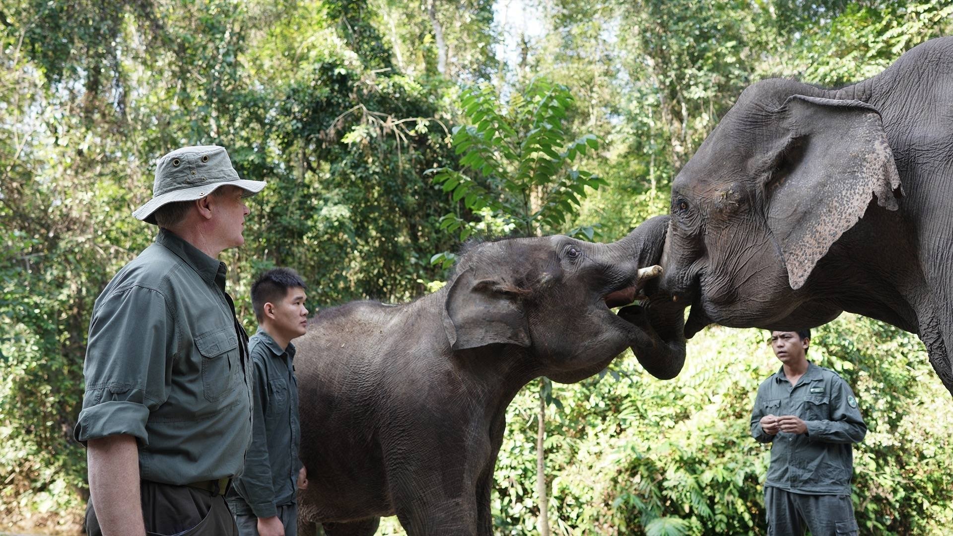Thumbnail for Walking with Elephants Season 1 Episode 2