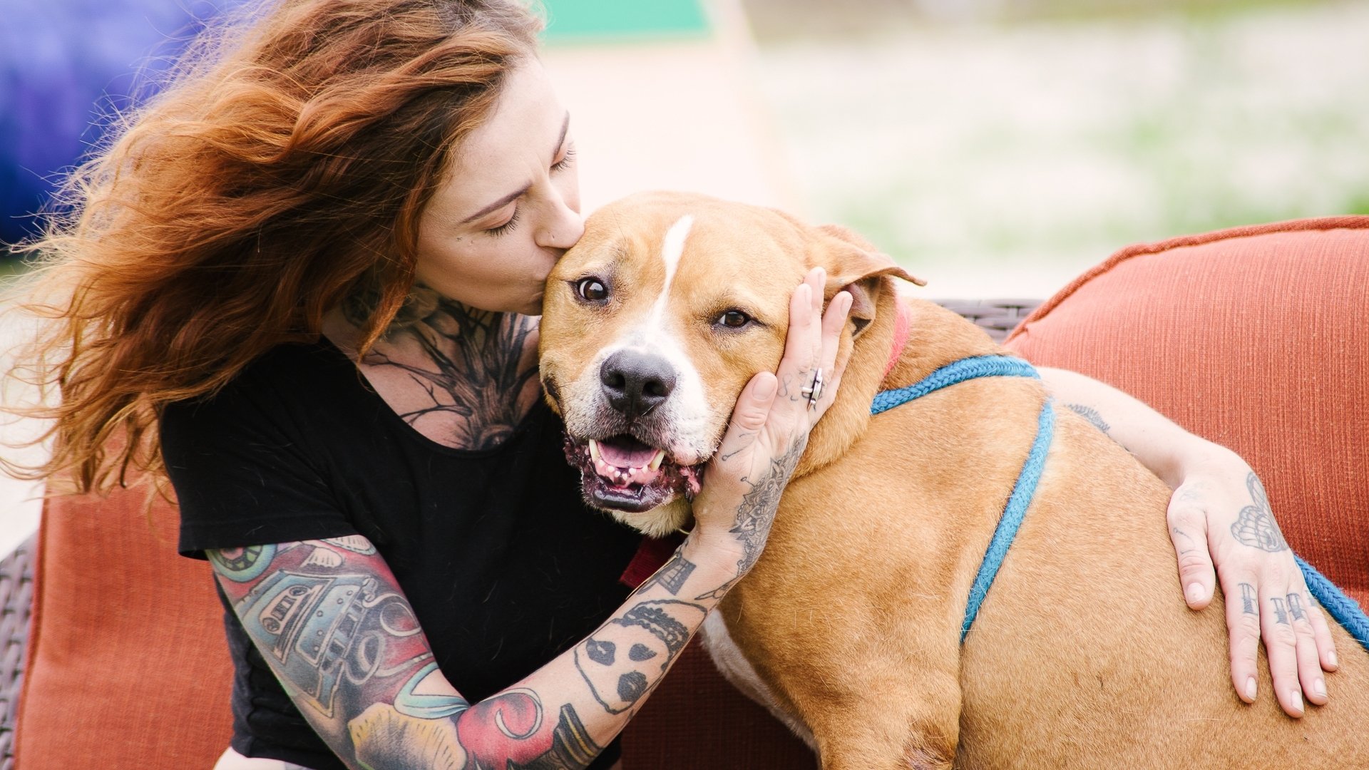 Pit Bulls and Parolees