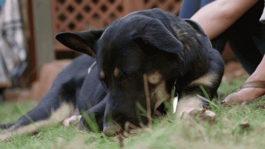The Wizard of Paws 2x7