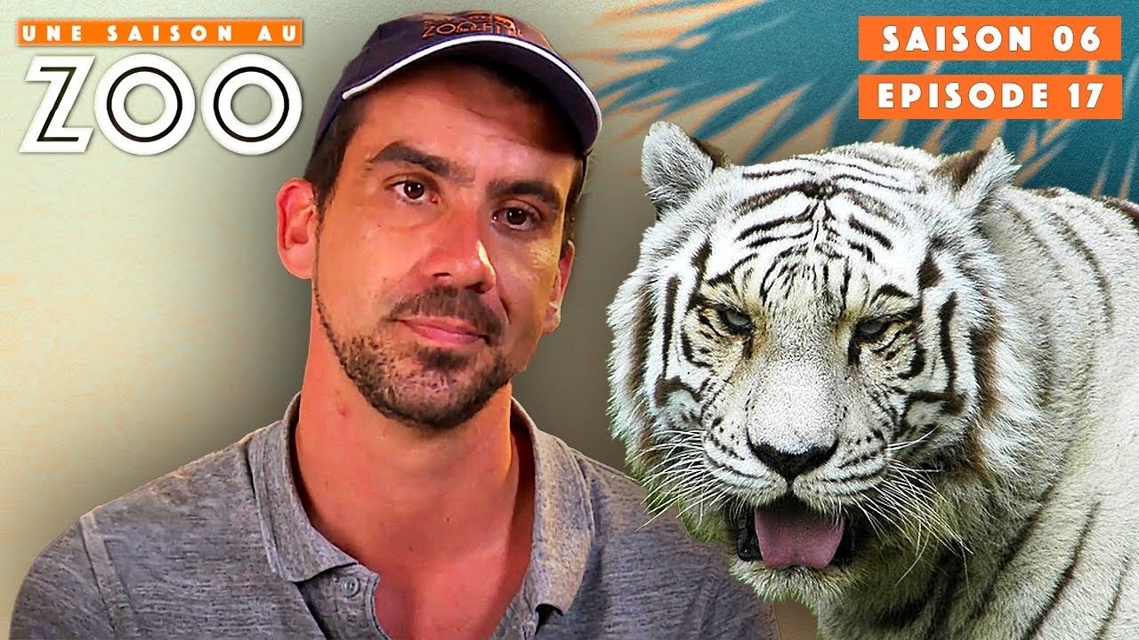 Une saison au zoo - Rewa la Femelle Tigre Blanc blessée inquiète l'Équipe..
