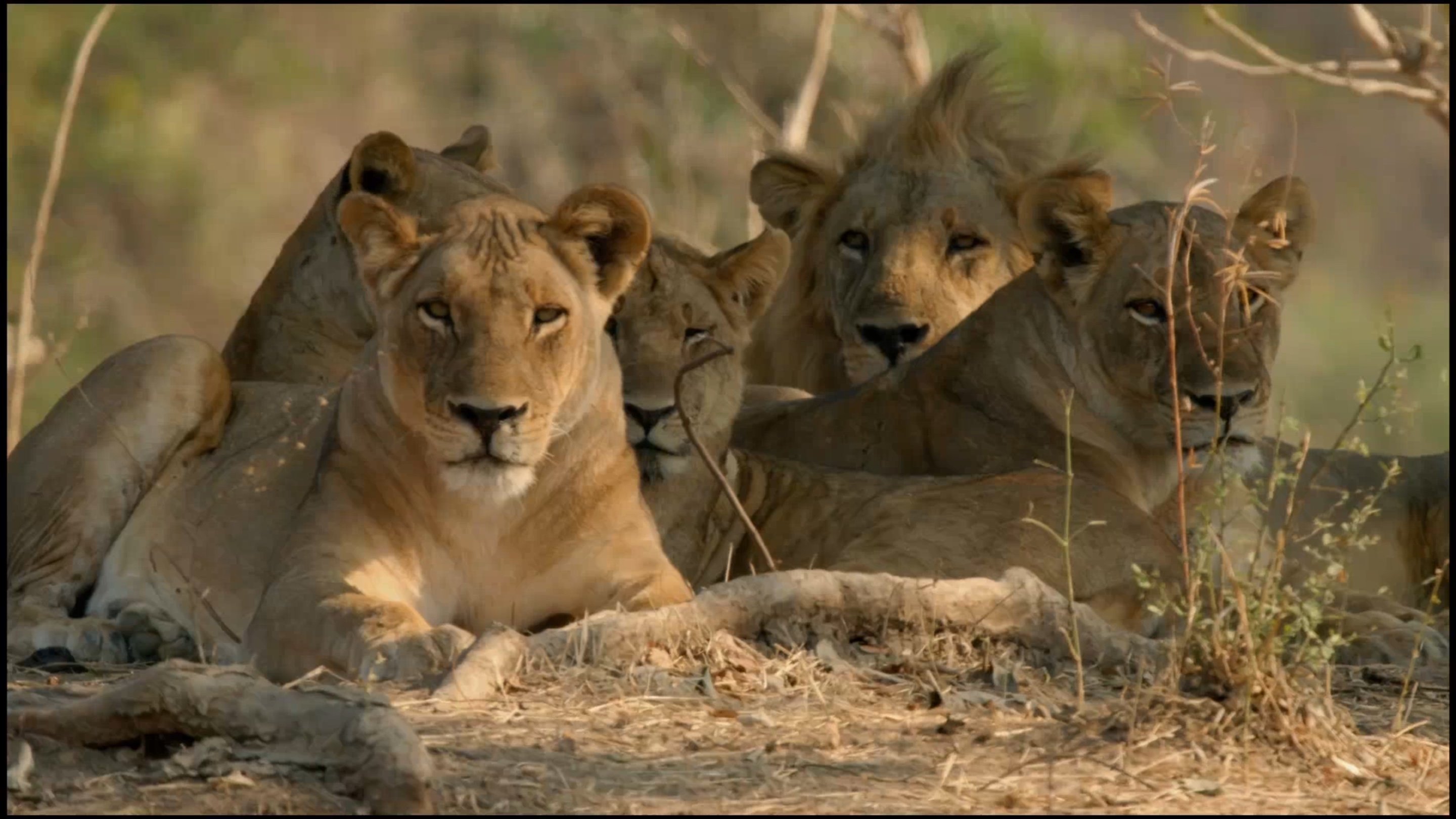 Africa's Hunters