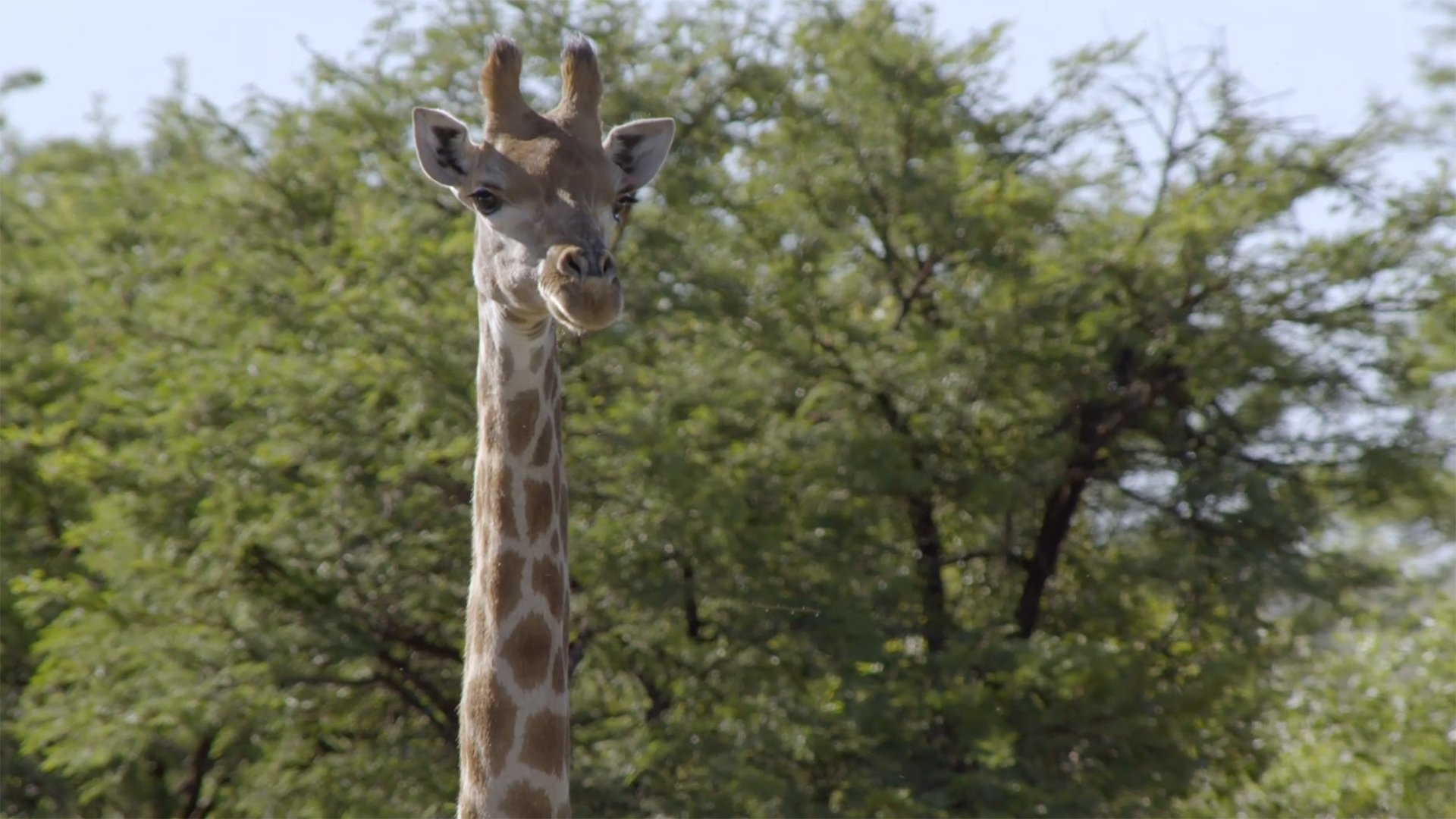 Africa's Wild Horizons - Épisode 2