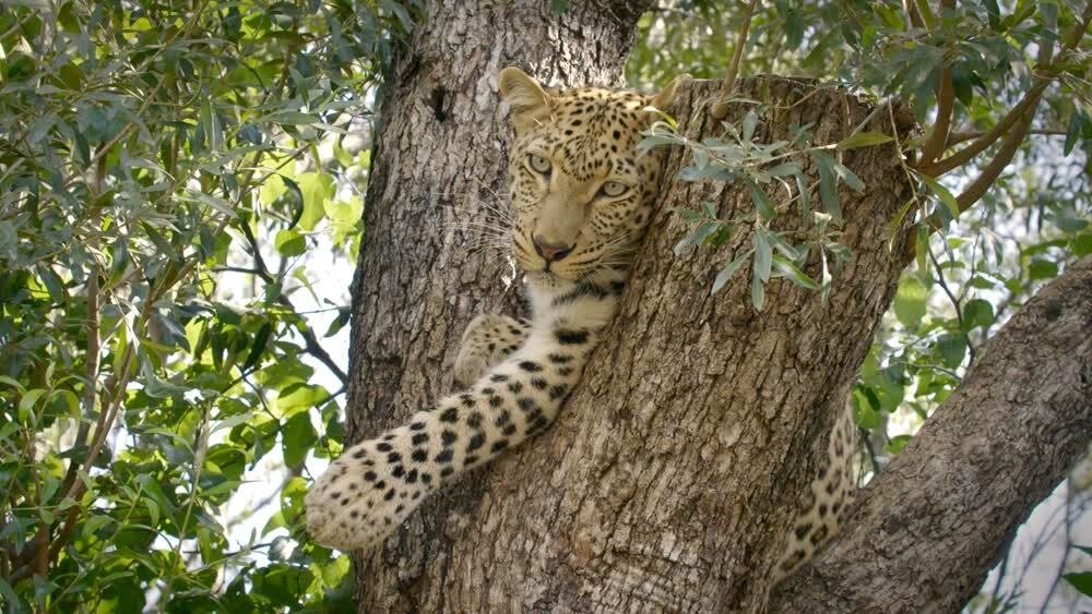 Africa's Wild Horizons - Épisode 1