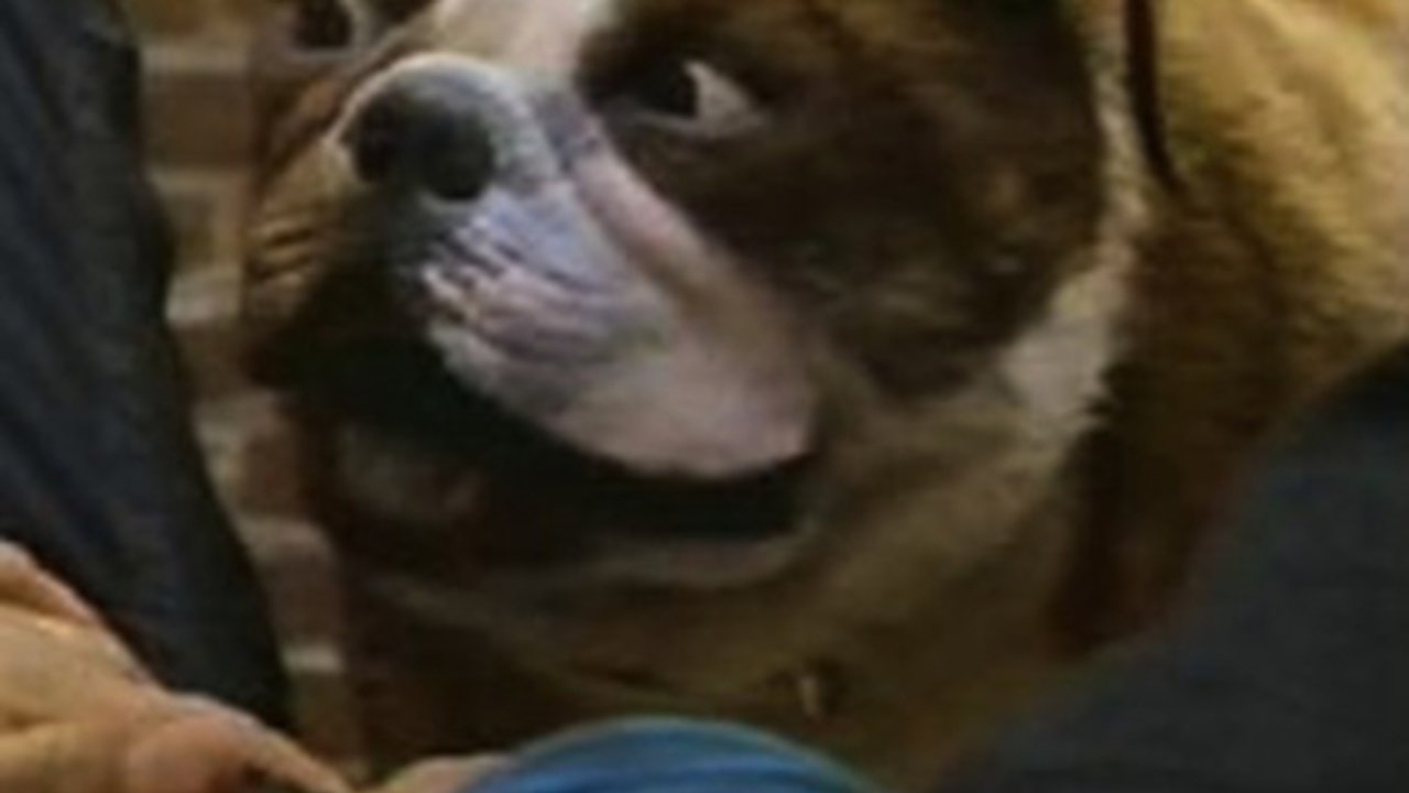 Poochinski (1990)