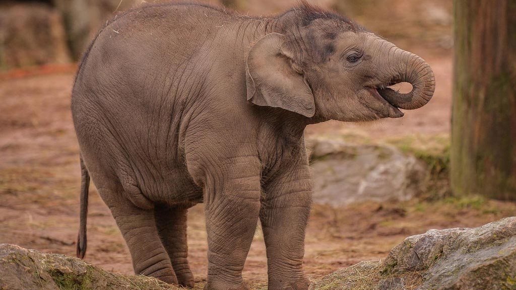 The Secret Life of the Zoo