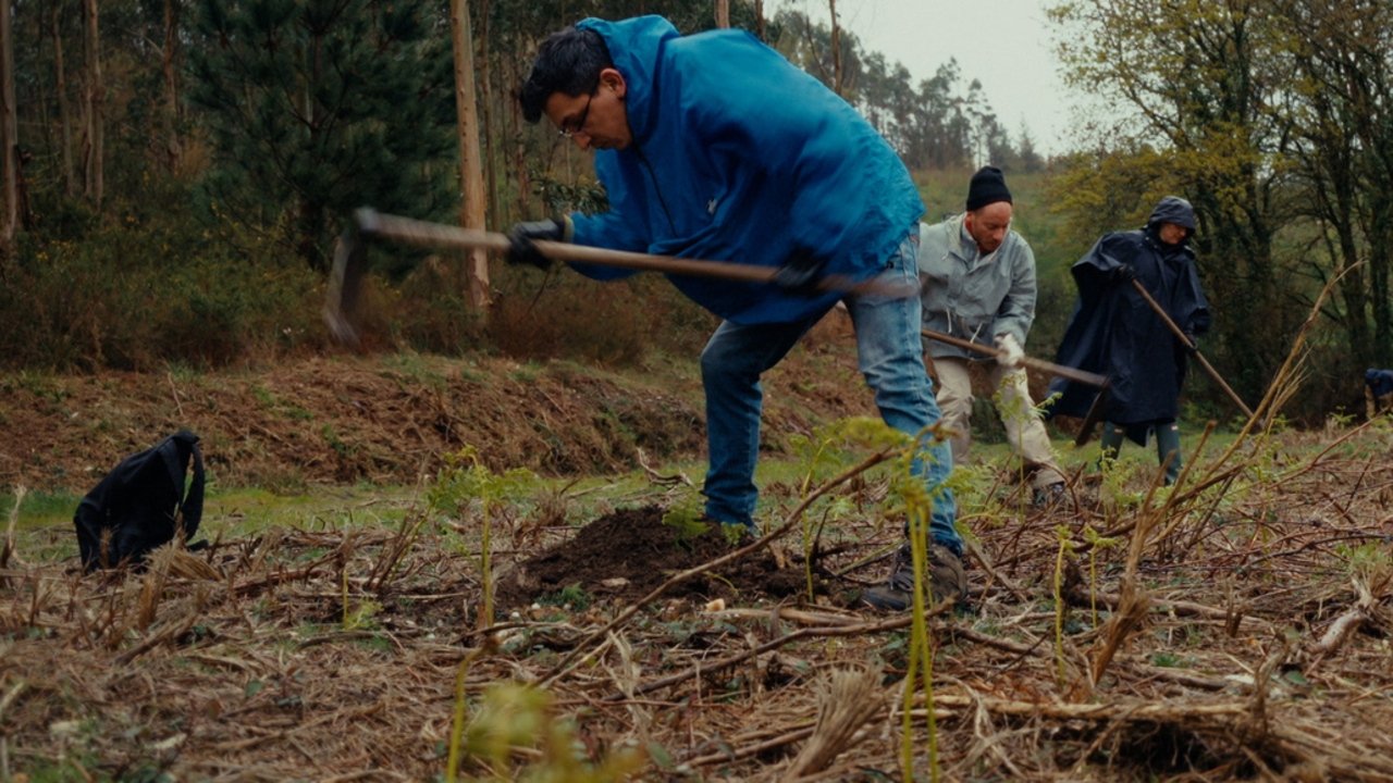 Planter à tout prix - Des arbres pour sauver la planète ? (2025)