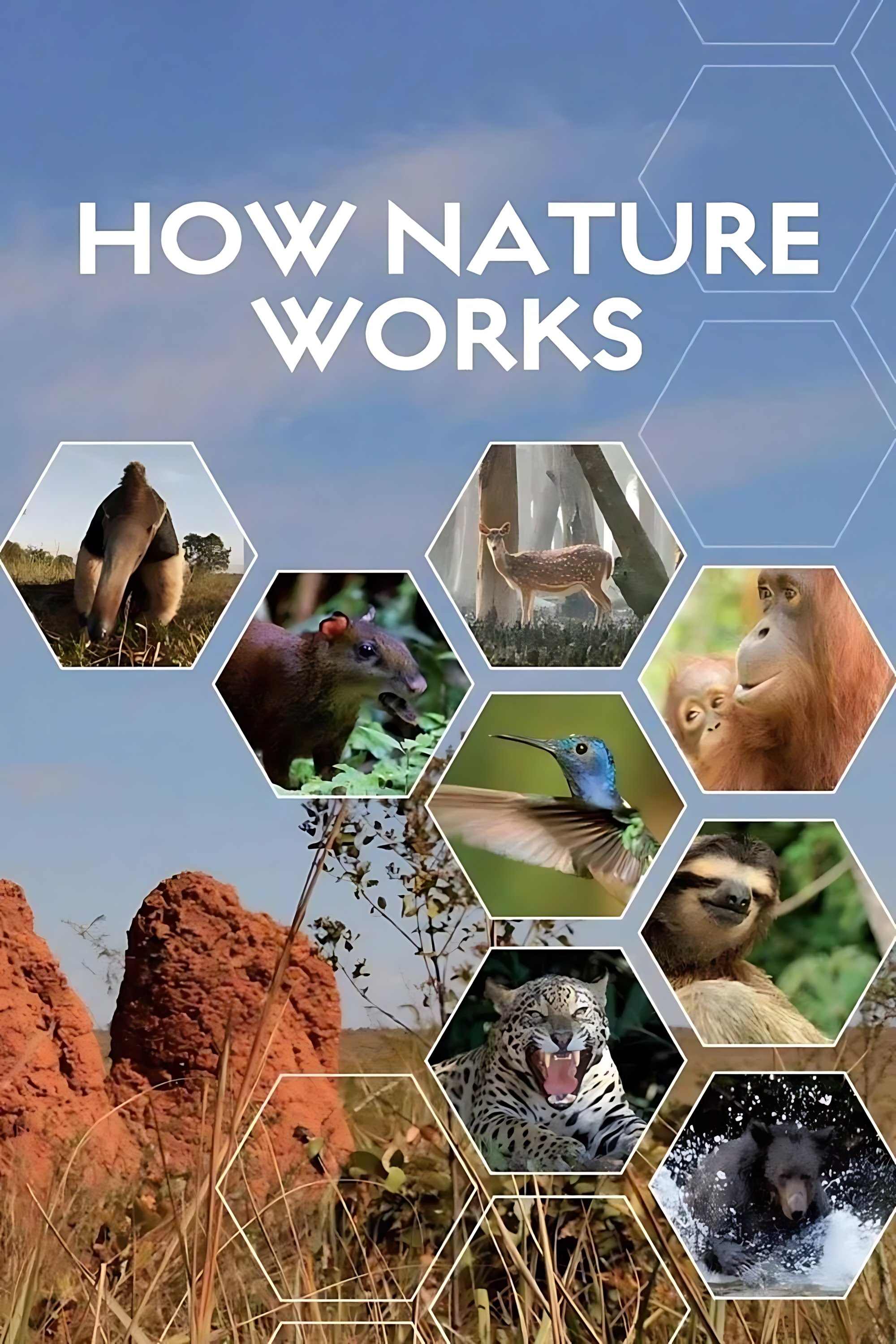 图片[1]-BBC纪录片 自然的运作.How.Nature.Works.2012.1080P[中英双字]-综艺纪录社区-资源列表-极盘社区