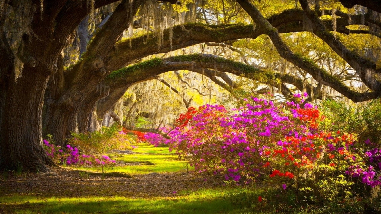 Living Landscapes: Flowers & Gardens