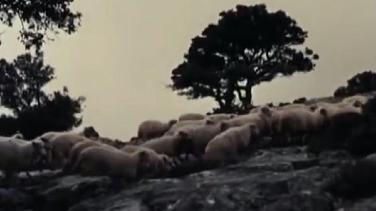 Orgosolo’s Shepherds (1958)