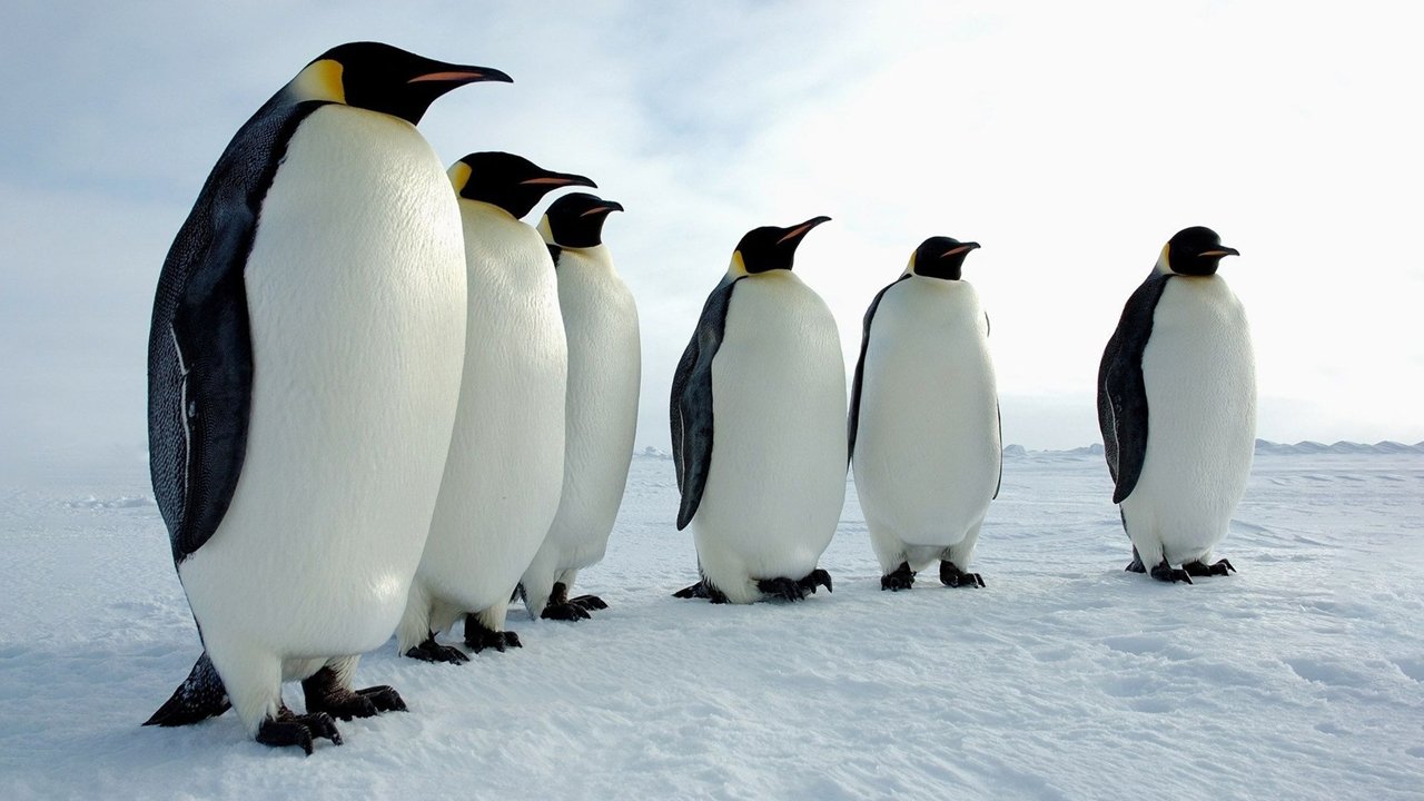 Au cœur du paradis blanc - L'empereur des glaces