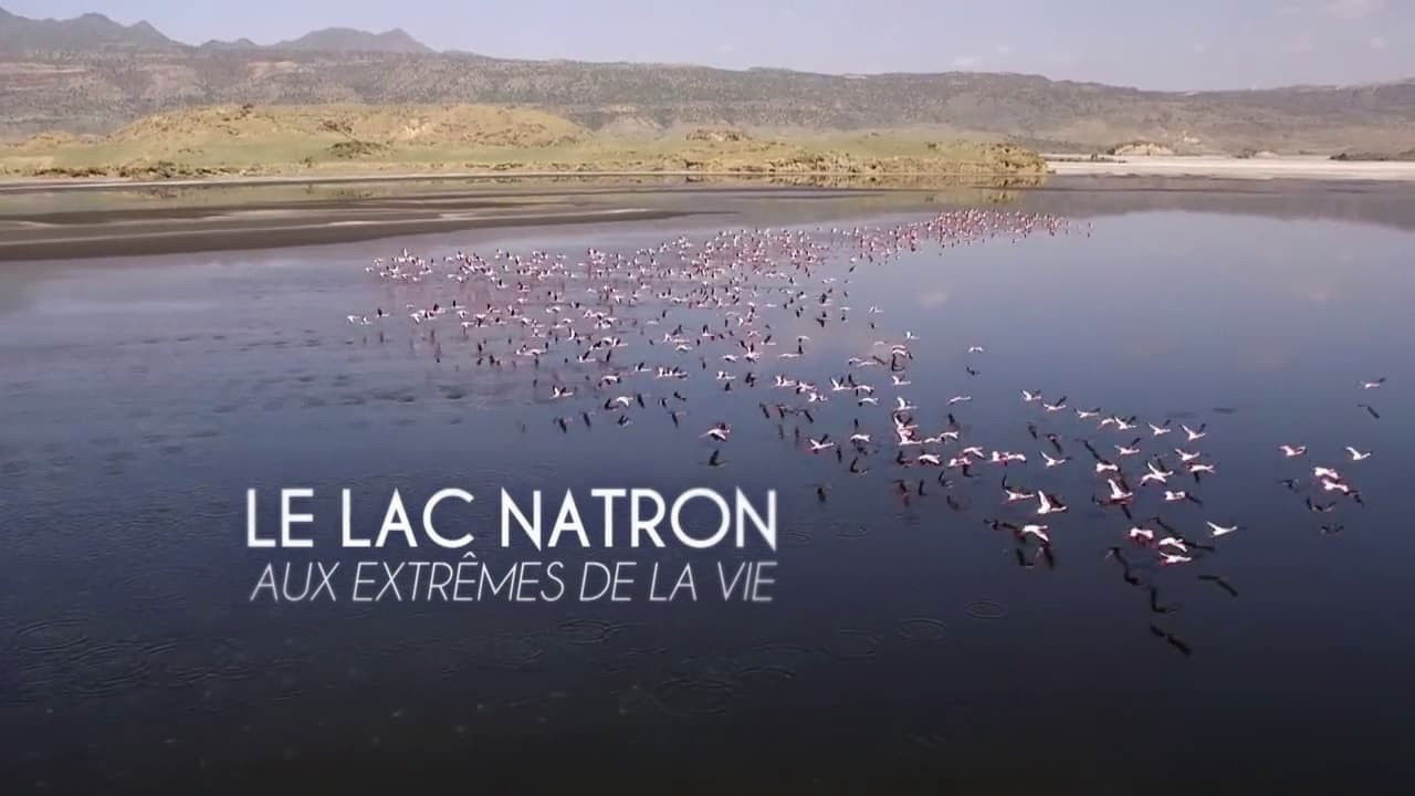 La Vie secrète des lacs - Le Lac Natron - Aux extrêmes de la vie