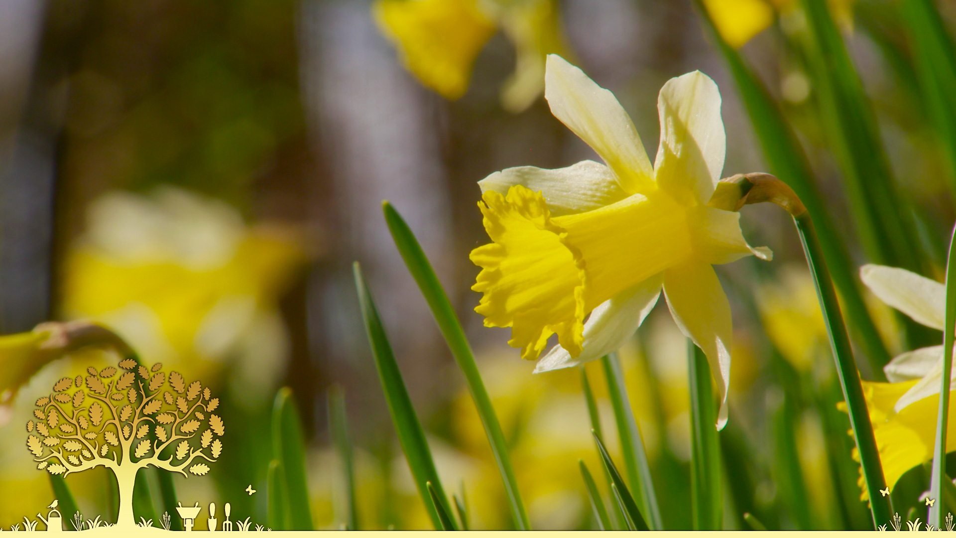 Gardeners' World 54x3