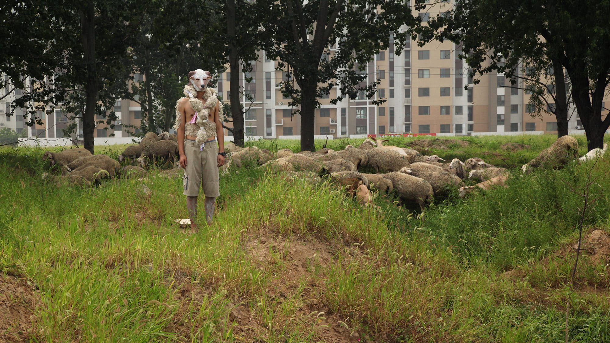 Regarding Lambs in the City