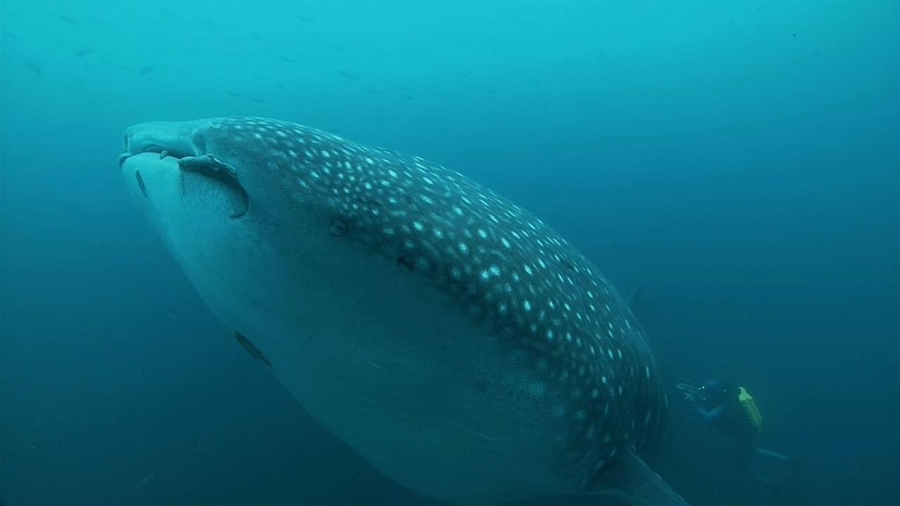 Ocean Odyssey: The Blue Realm - Épisode 5