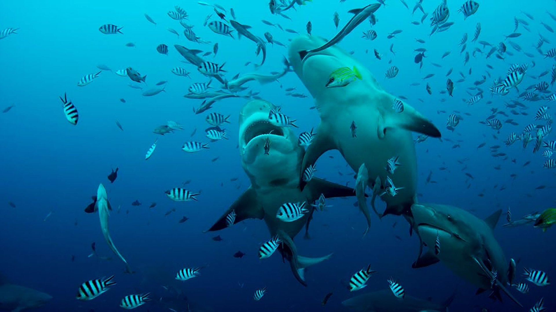 The Great Barrier Reef: A Living Treasure