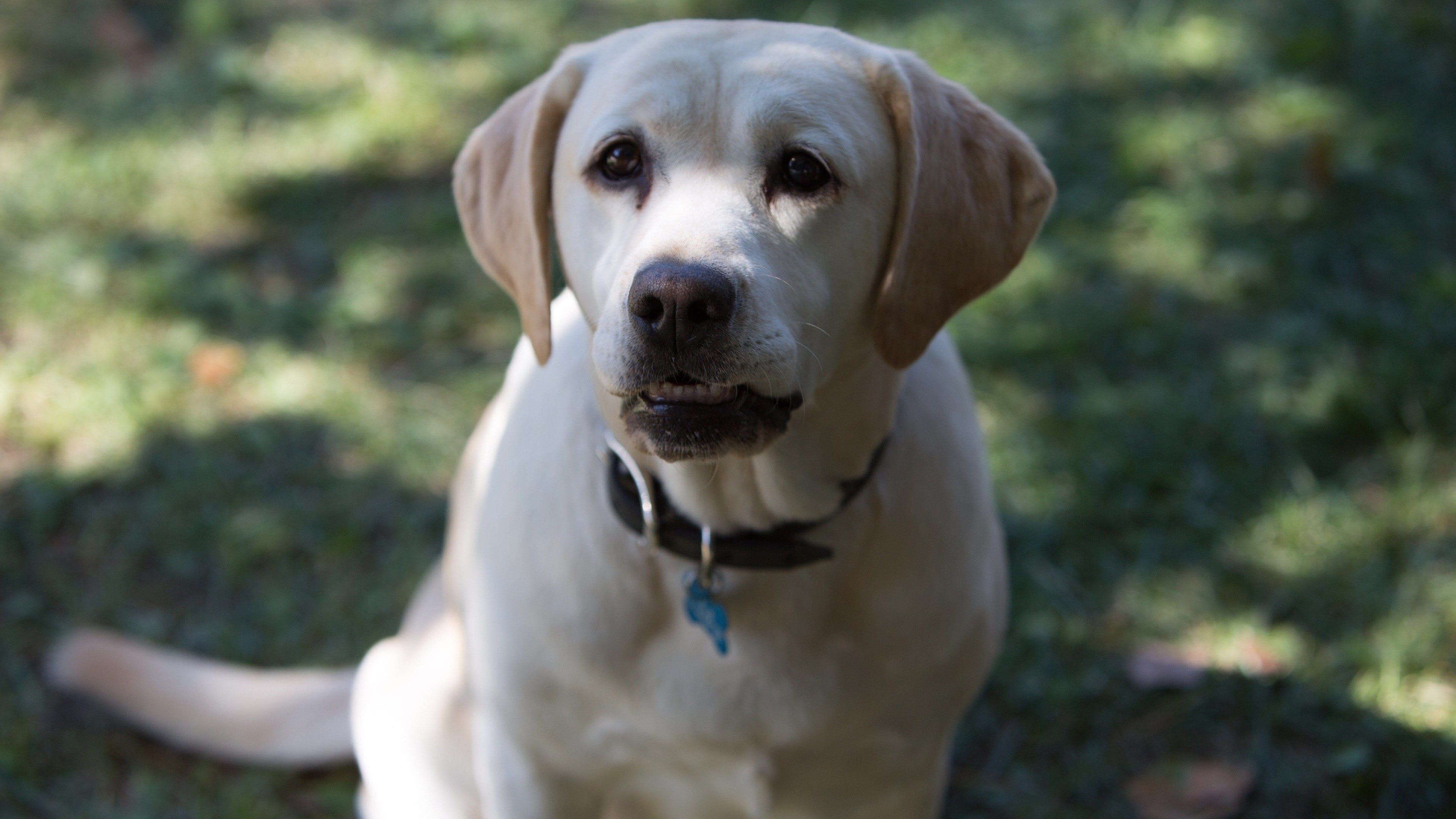 The Dog Who Saved Easter