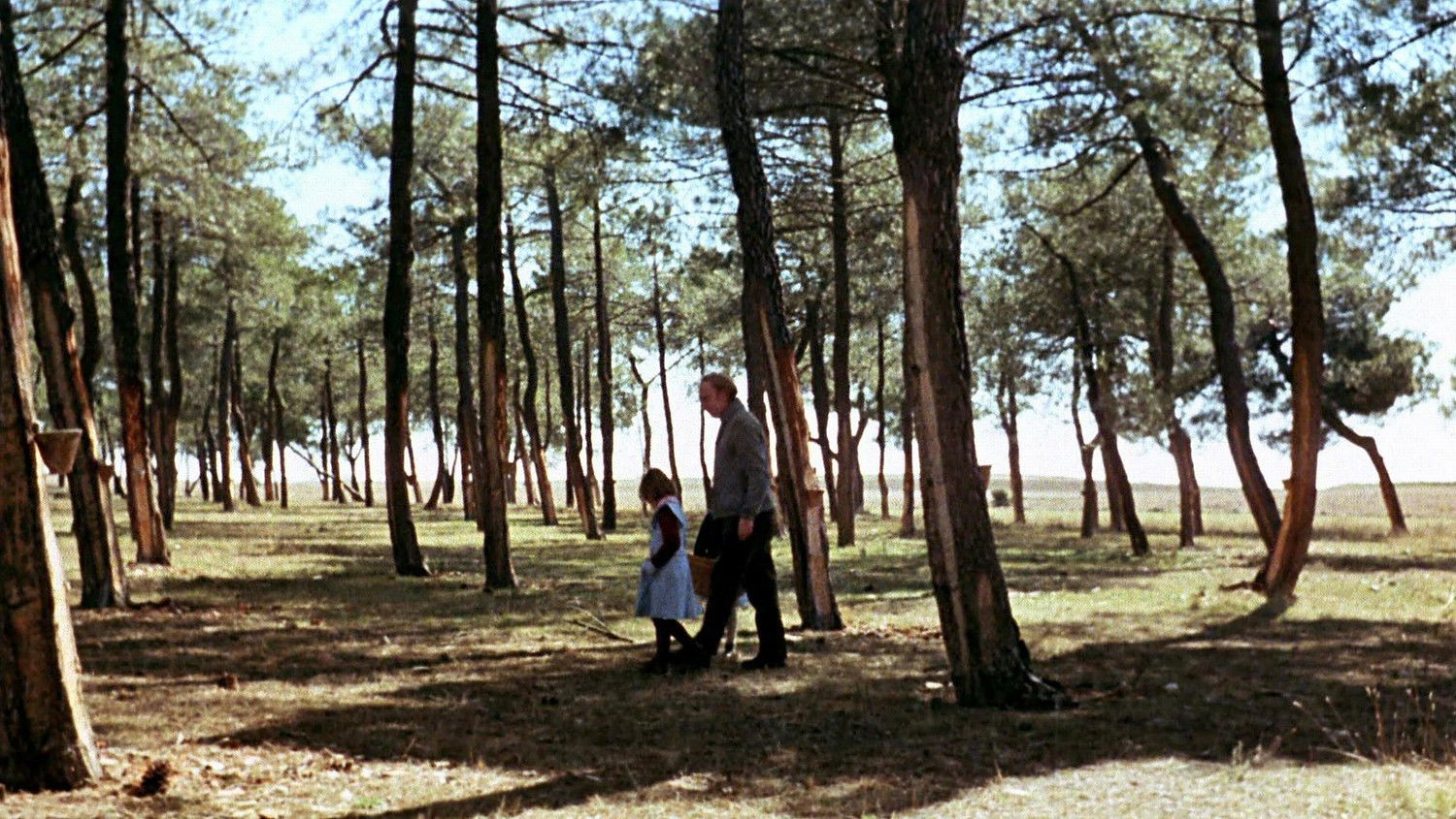 The Spirit of the Beehive