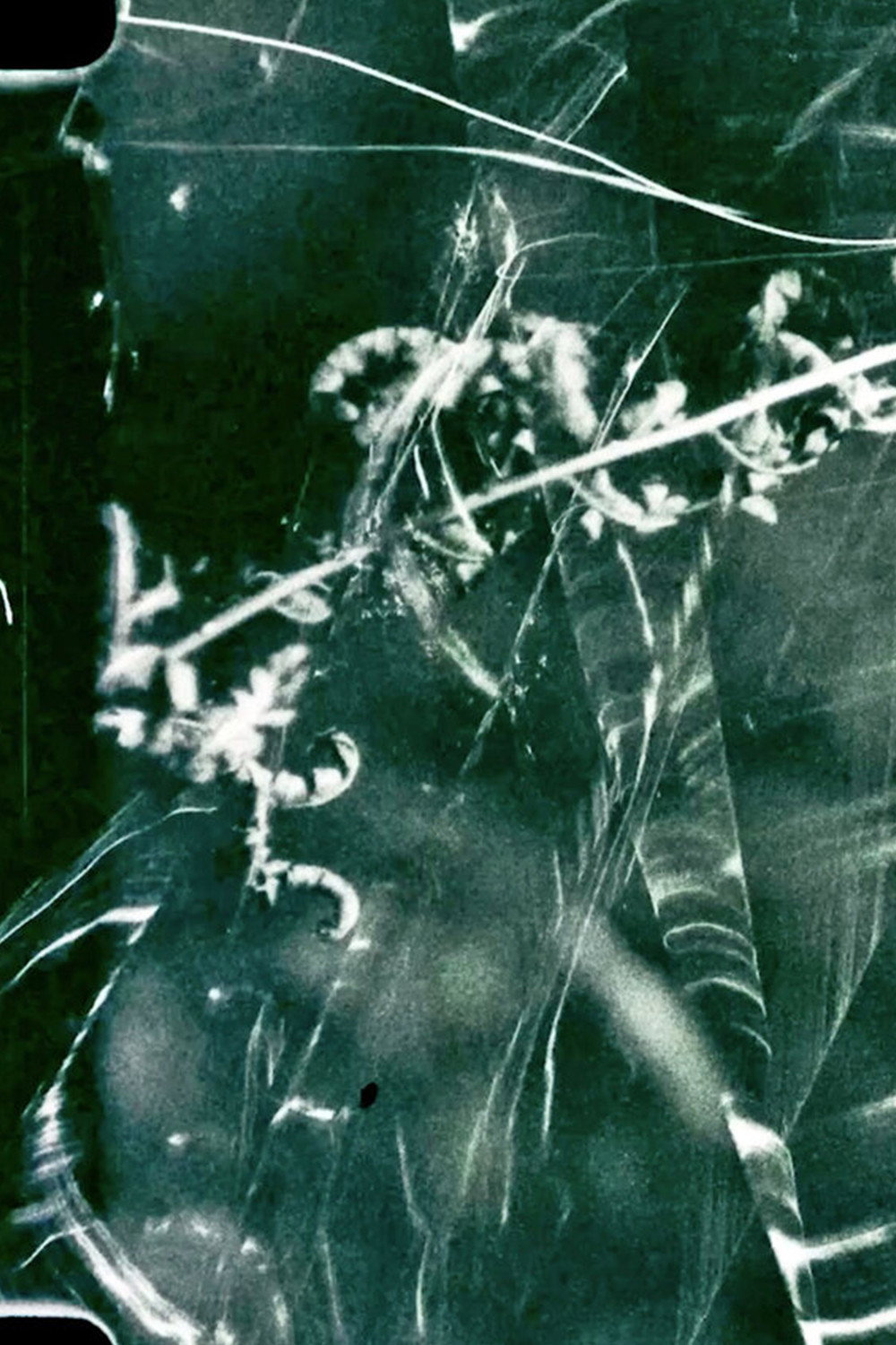 To Live and Die in the Shadows: Ferns, Survival and Horizontal Gene Transfer Poster