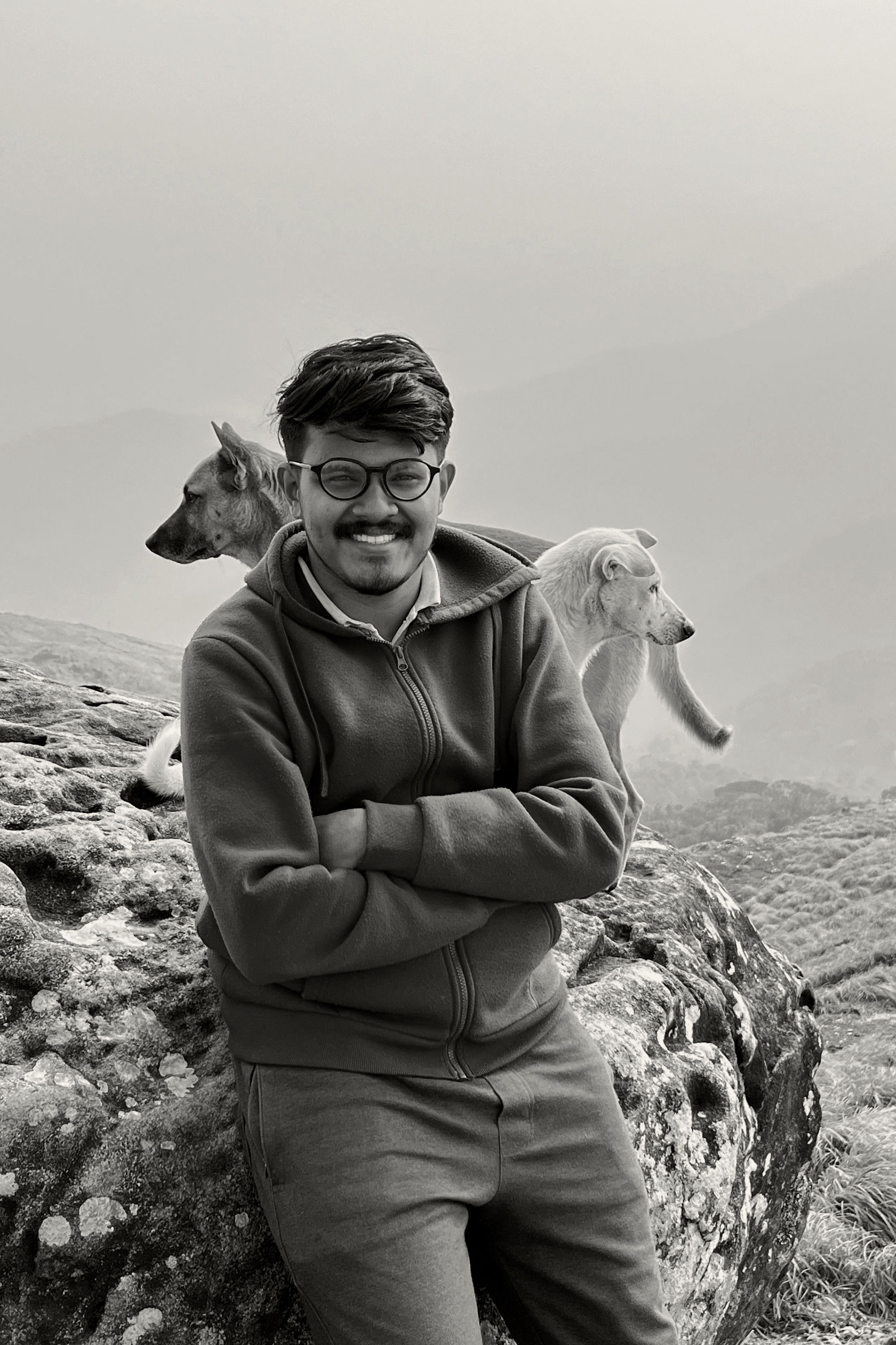 et billede af Hesten Alexi