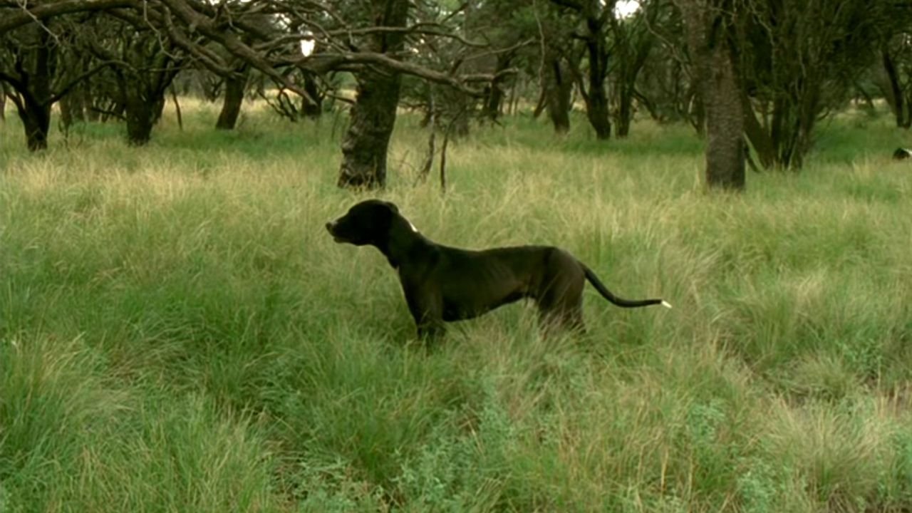 Sin título (Carta para Serra) (2011)