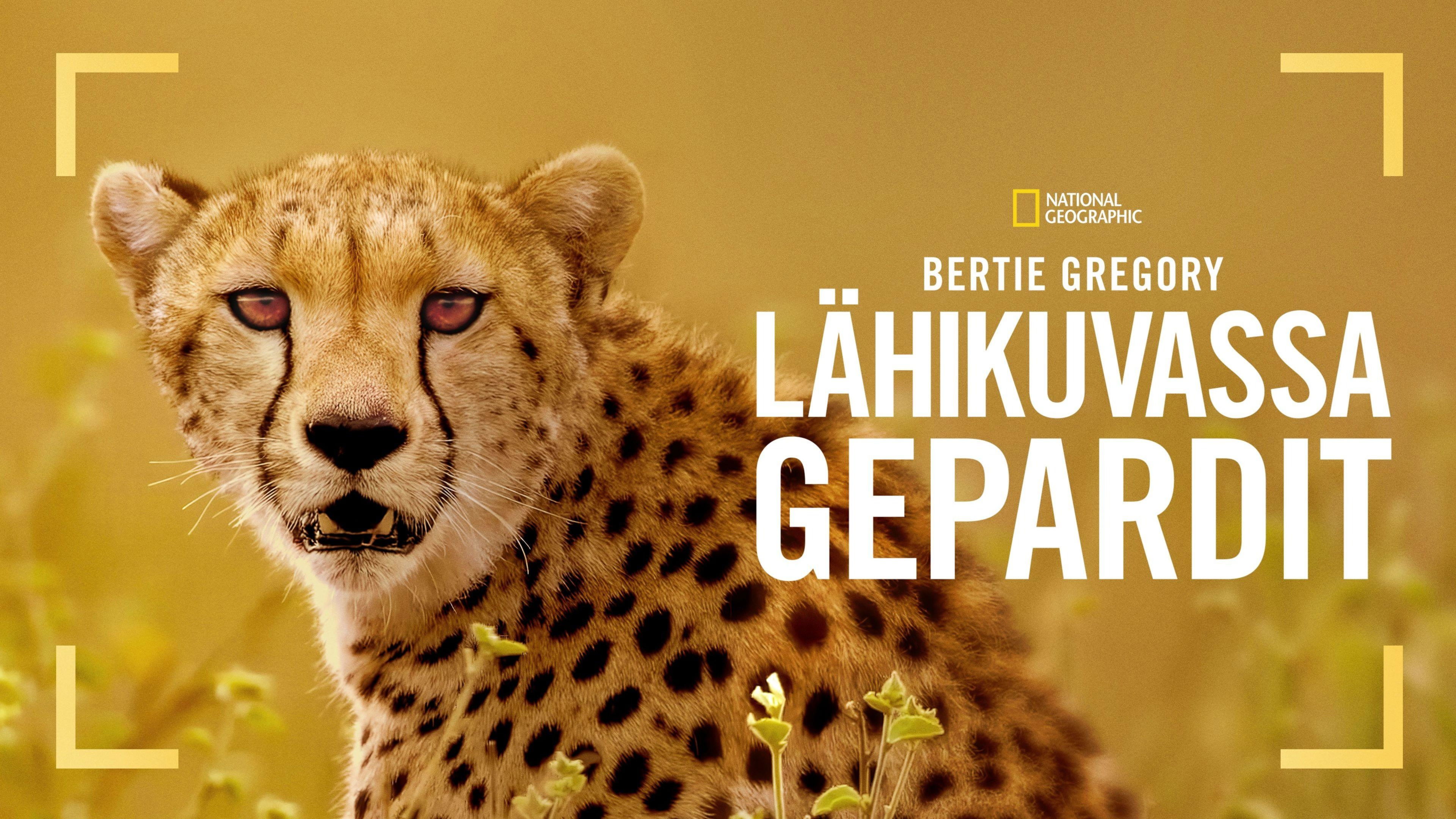 Cheetahs Up Close with Bertie Gregory backdrop