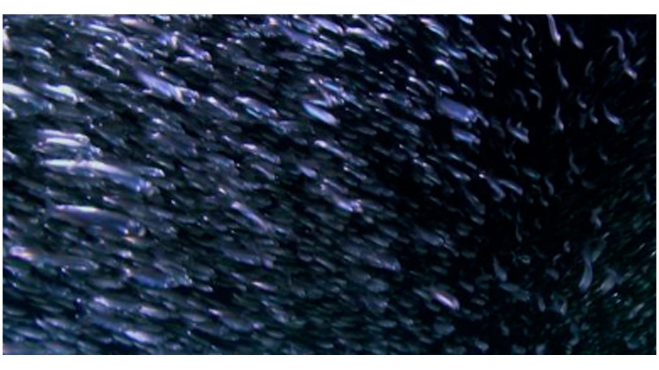 Thumbnail for Episode 1: Waterworlds - Stickleback & Beaver Season 1 Episode 1