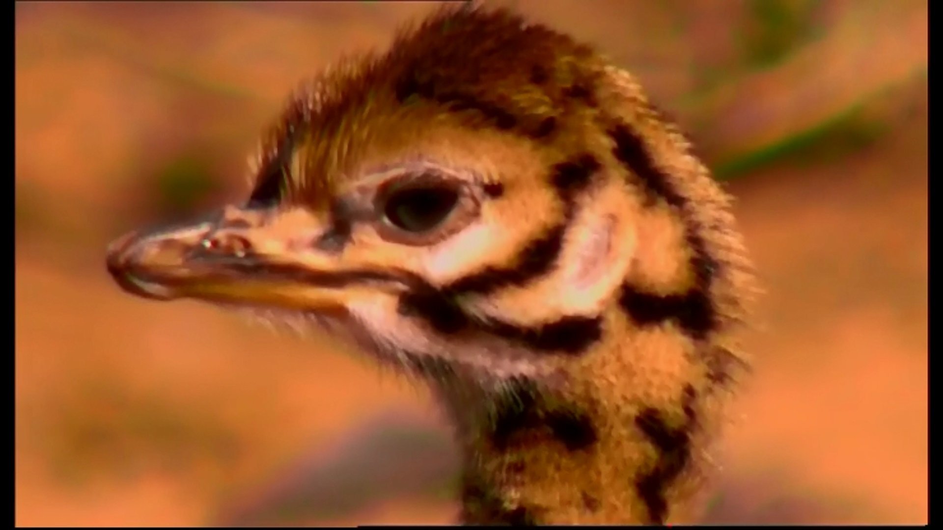 Animal Life: Young & Wild - Épisode 12