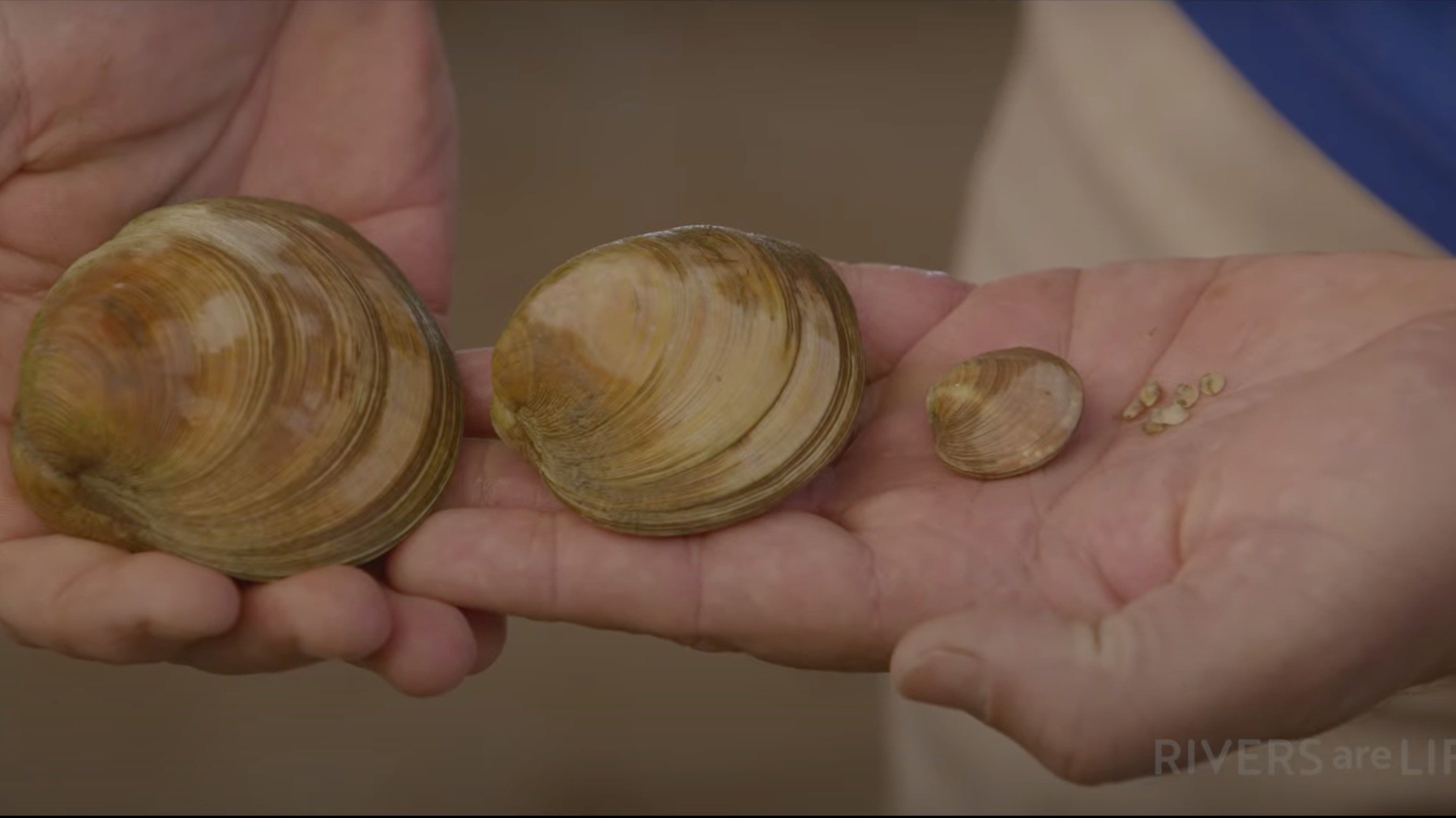 Imagem do Filme The Captain & The Super Clams