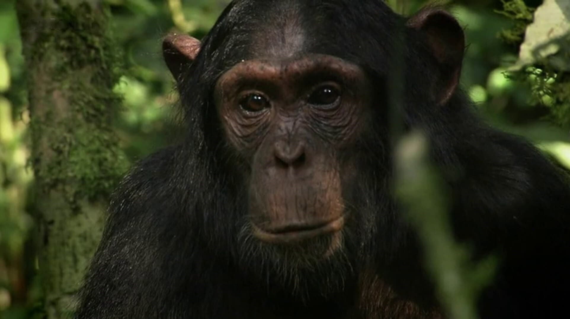 Das Geheimnis der Affen - Kulturforschung bei Schimpansen (2014)