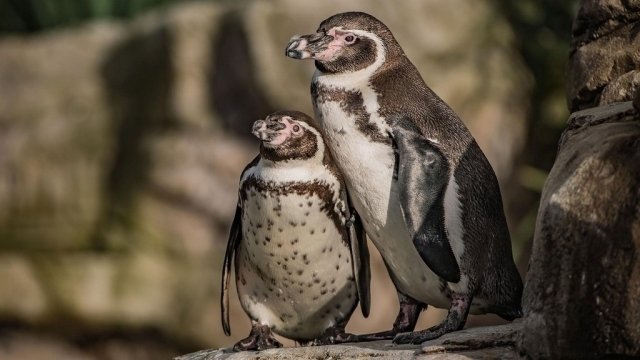 The Secret Life of the Zoo - Épisode 1