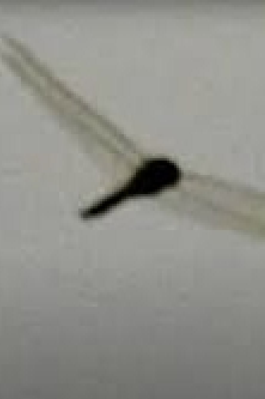 What the Dockers Sang to the Dragonflies