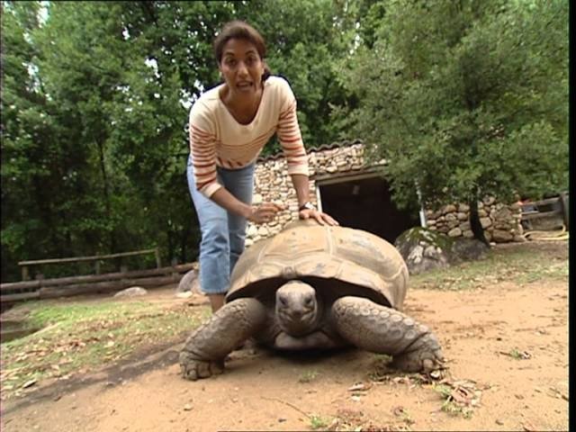 C'est pas sorcier - Les tortues : quand les carapaces passent