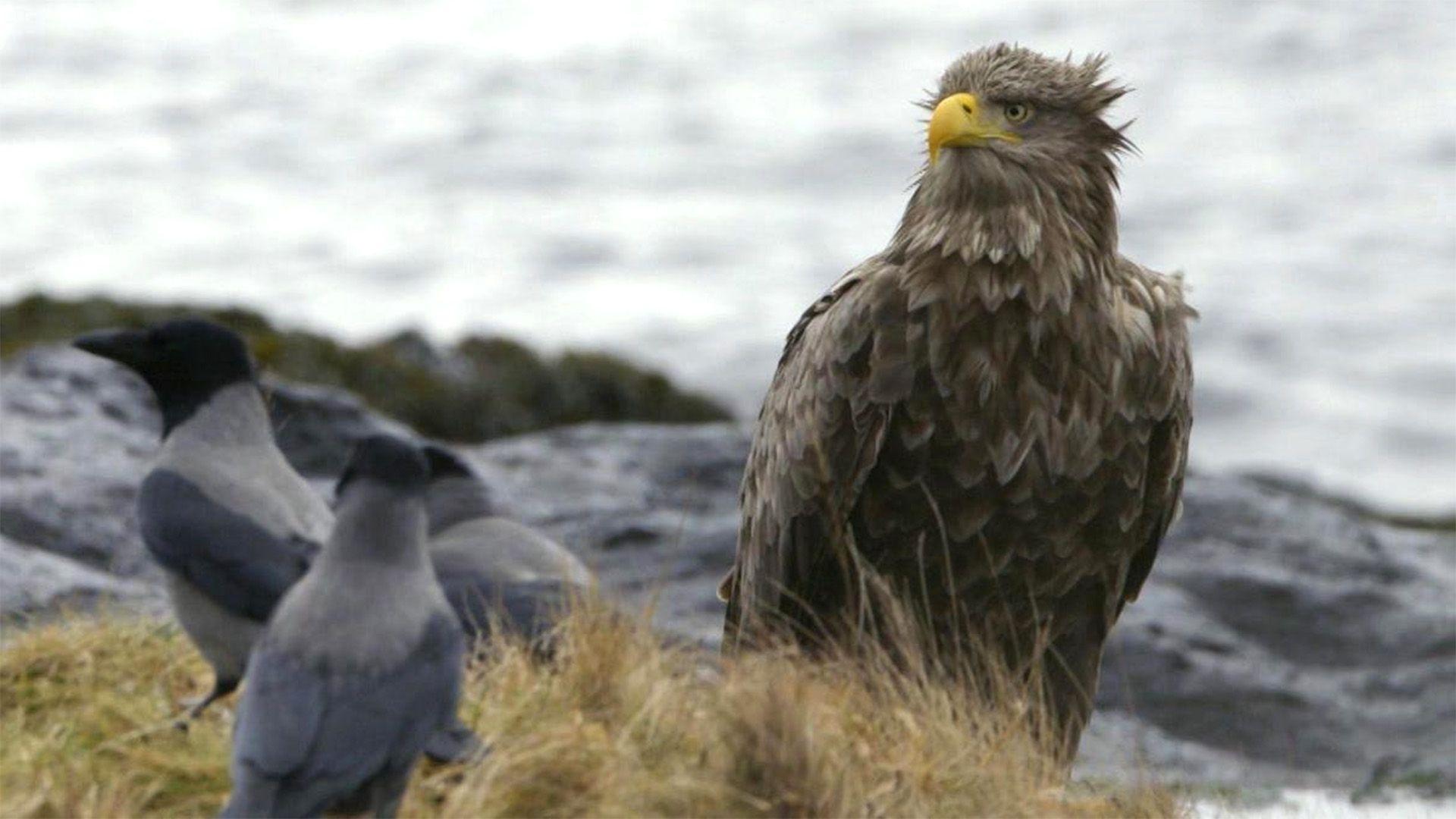 Atlantic: A Year in the Wild