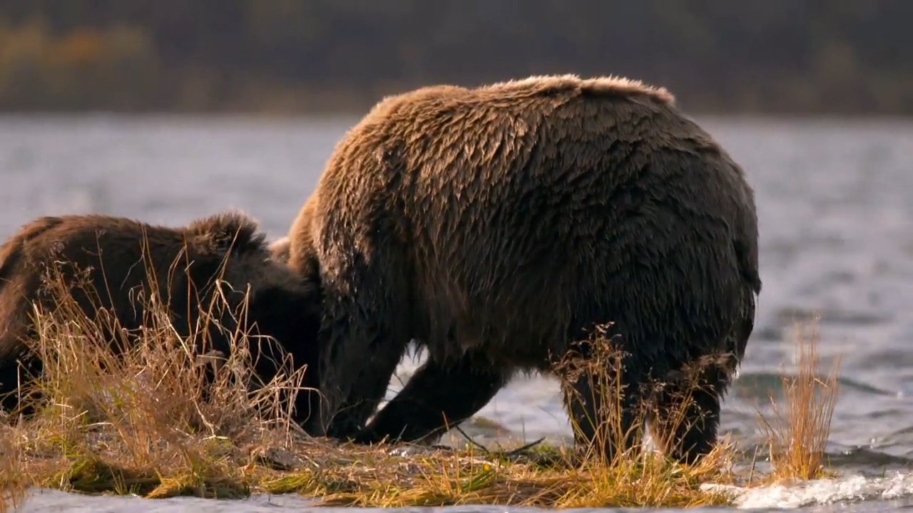 Thumbnail for Kodiak Kings Season 1 Episode 1