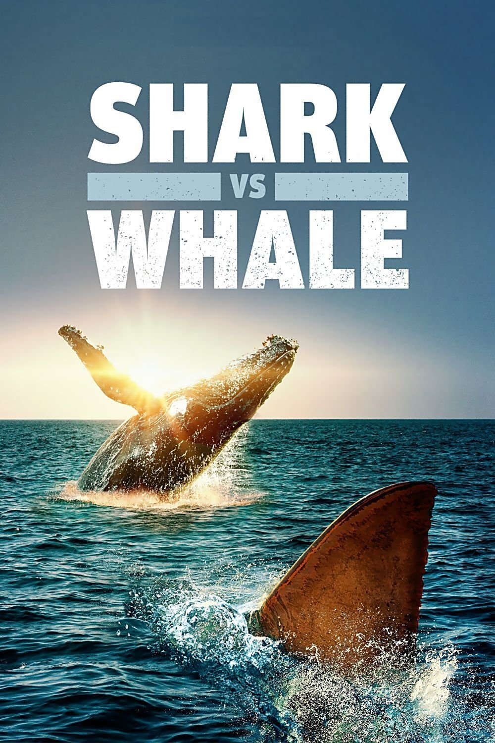 Shark Vs. Whale