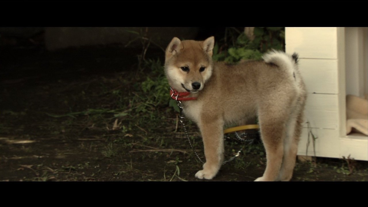 犬とあなたの物語 いぬのえいが