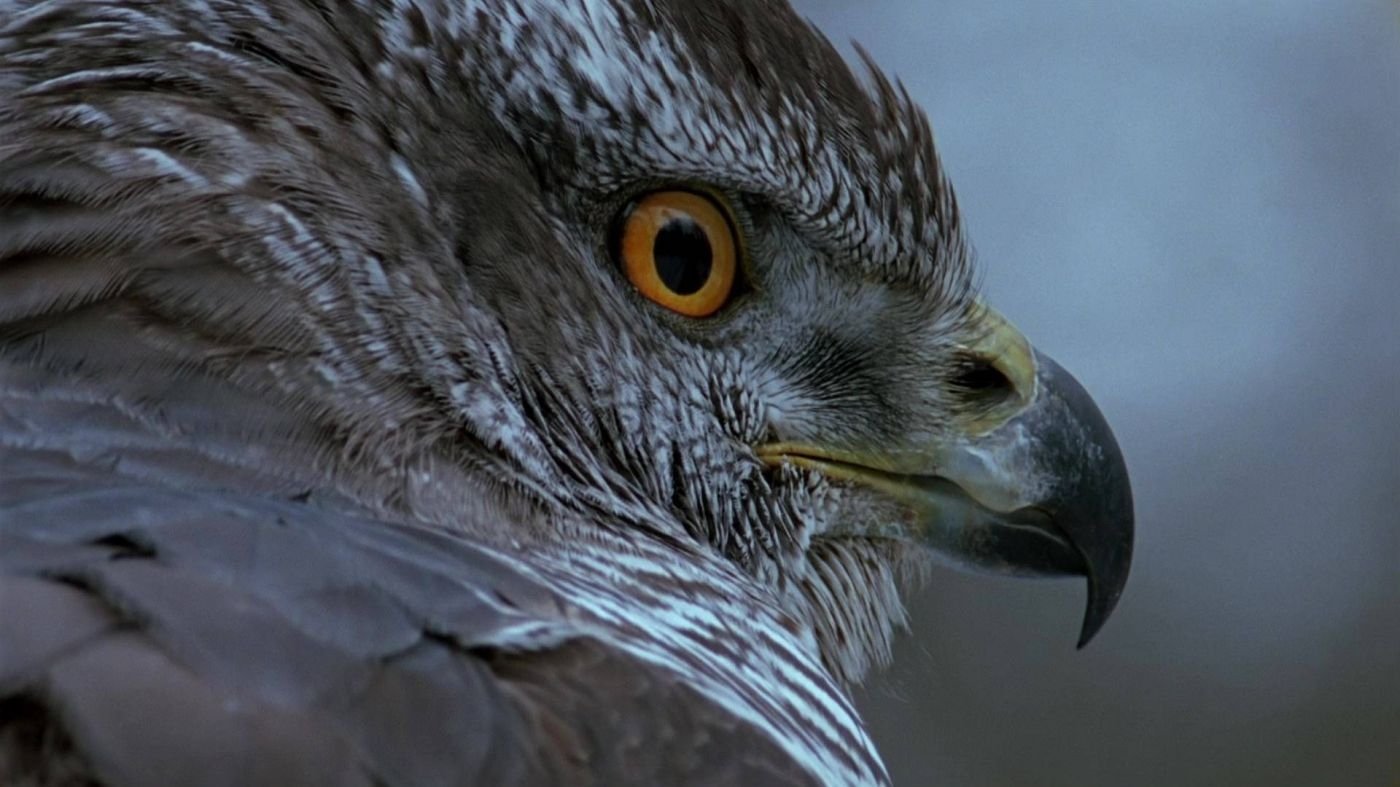 Thumbnail for Episode 9 Season 1 Episode 9