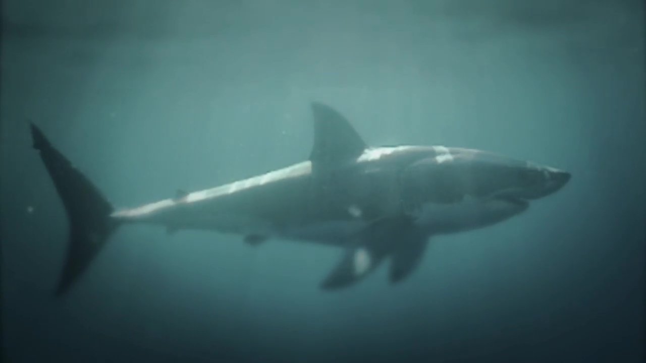 72 Dangerous Animals: Australia