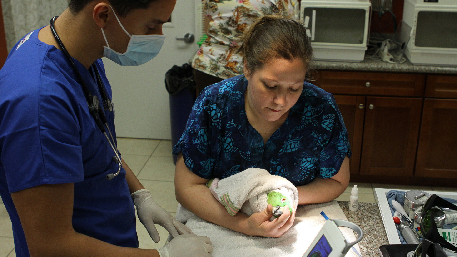 Dr. K's Exotic Animal ER S01E01 backdrop