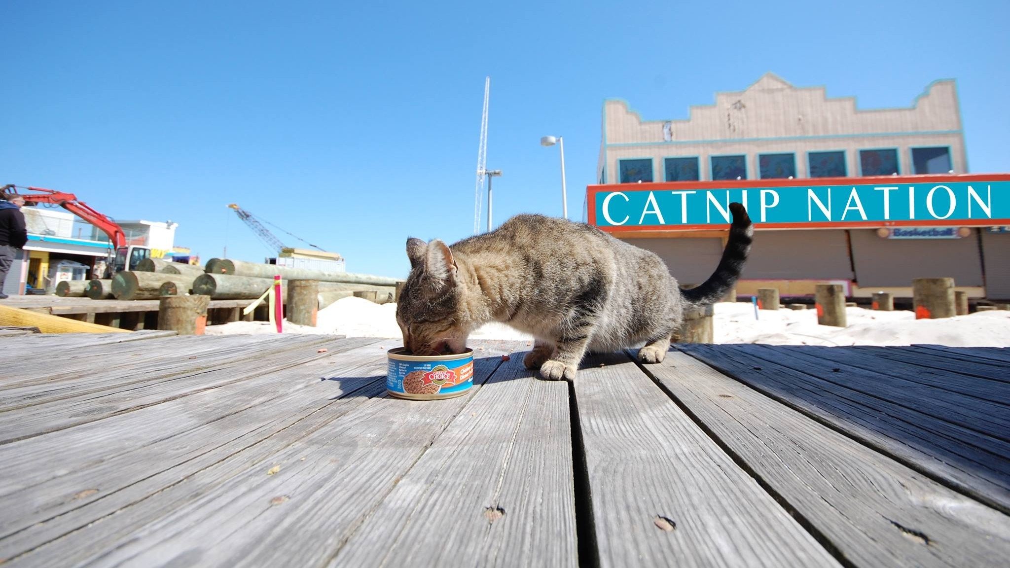 Catnip Nation (2019)